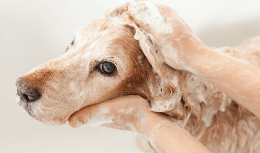 PET GROOMER