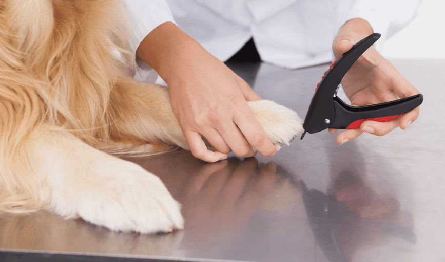 DOG NAIL TRIMMING
