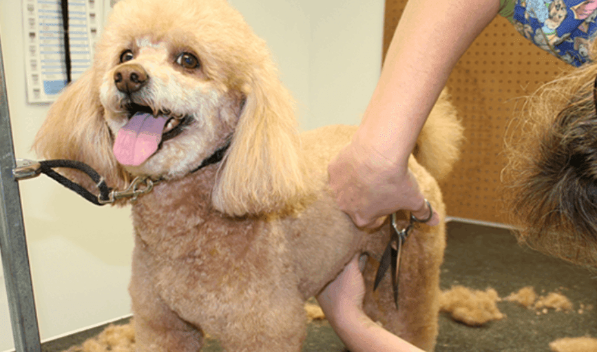 DOG HAIRCUTS